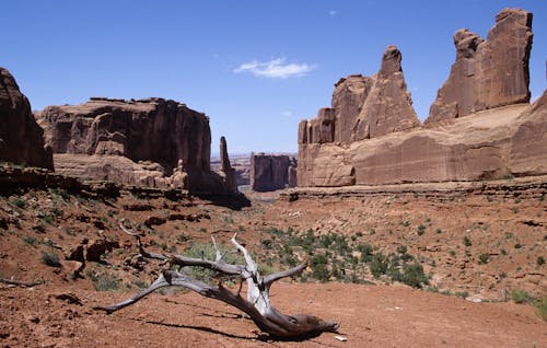 Gratis lagerfoto af arches national park, baggrund, dyreliv reserve