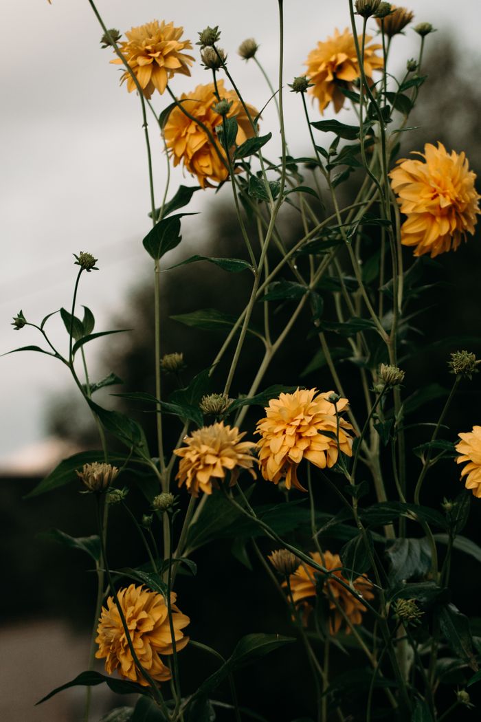 Close-up of bright yellow flowers outdoors