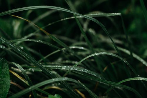 Free Moody close-up capturing delicate morning dew drops on vibrant green grass blades. Stock Photo