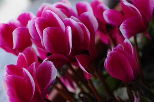 Free Beautiful close-up of vibrant pink Cyclamen flowers in bloom. Stock Photo