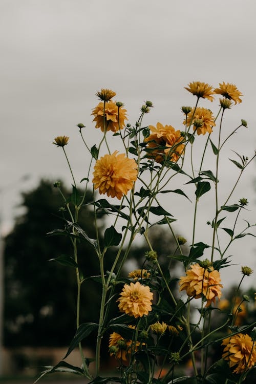 Foto Fokus Selektif Bunga Dahlia Kuning