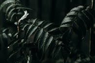 蕨类植物叶片与雨滴的特写镜头，色调幽暗、氛围沉郁，凸显了大自然的纹理与美丽