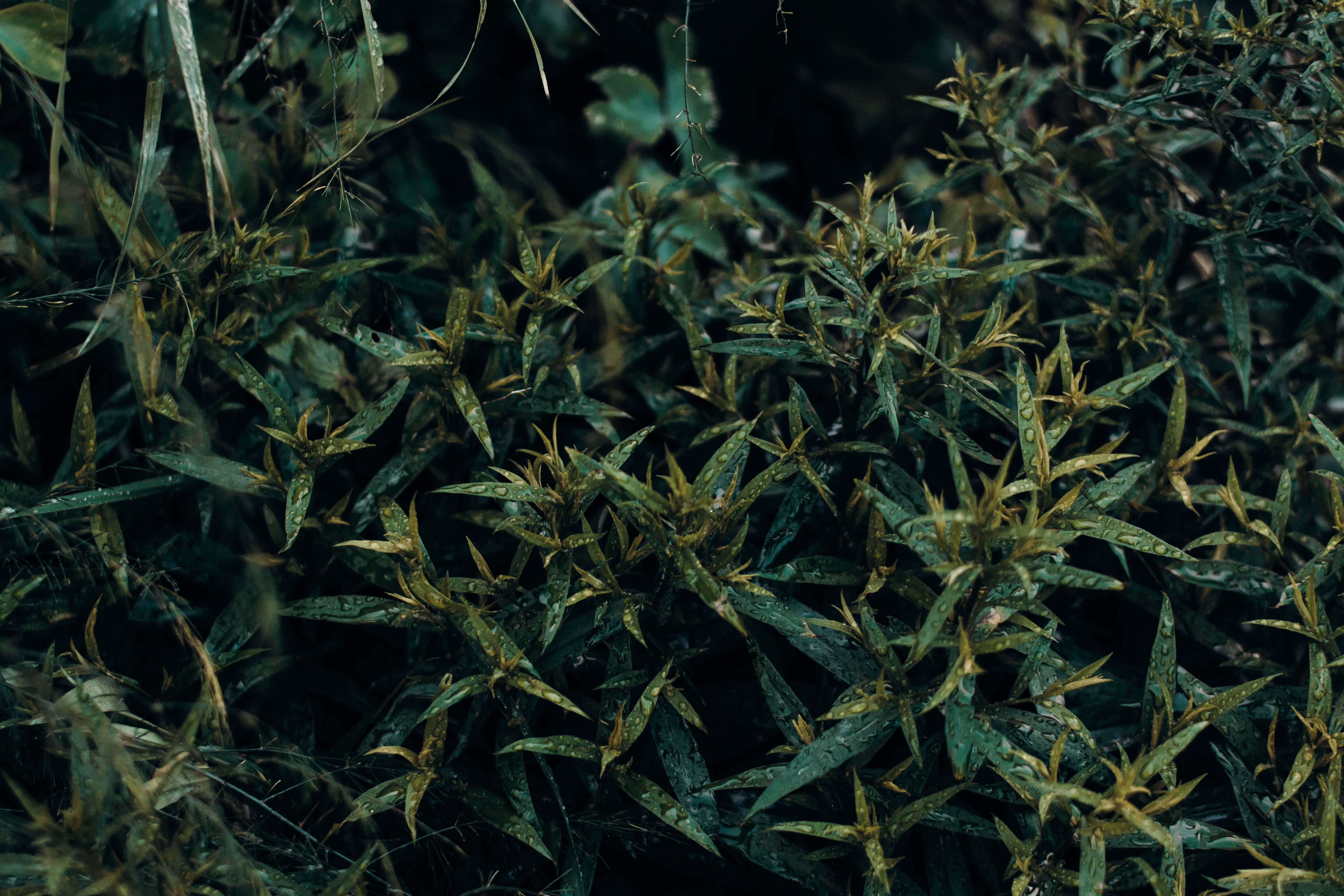 bright, lush subtropical foliage in Okinawa, morning light