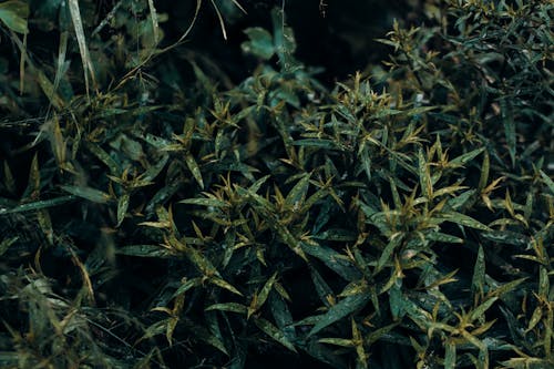 Close-up Photography Green Leafed Plants