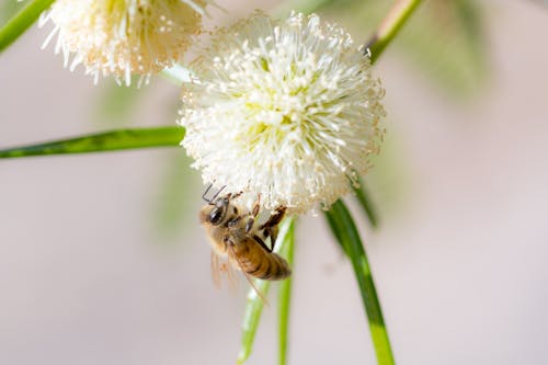 Gratis Immagine gratuita di ape, avvicinamento, bocciolo Foto a disposizione