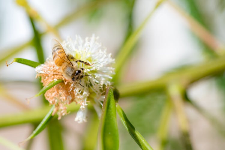 Bee Pollinating Flower