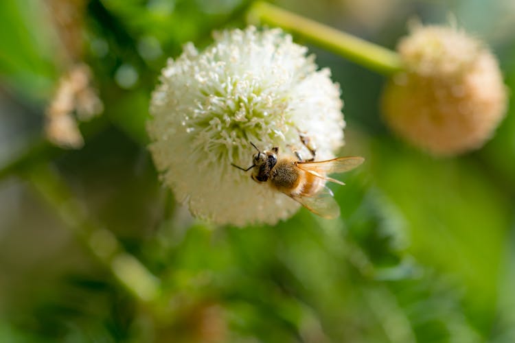 Close-up Of A Bee On A White Flower