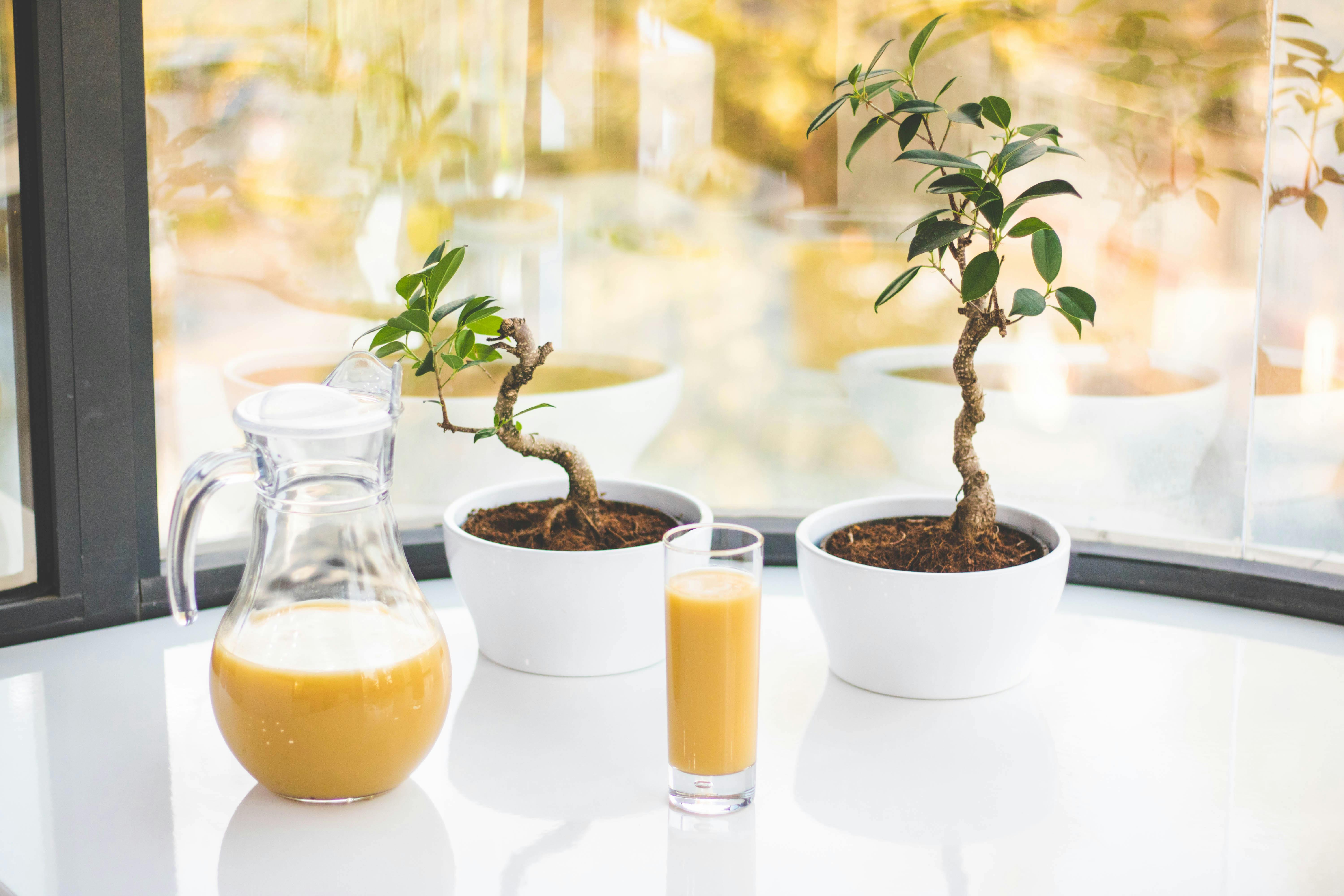 Two small bonsai trees in white pots on a sunny indoor table next to a pitcher and glass of juice.