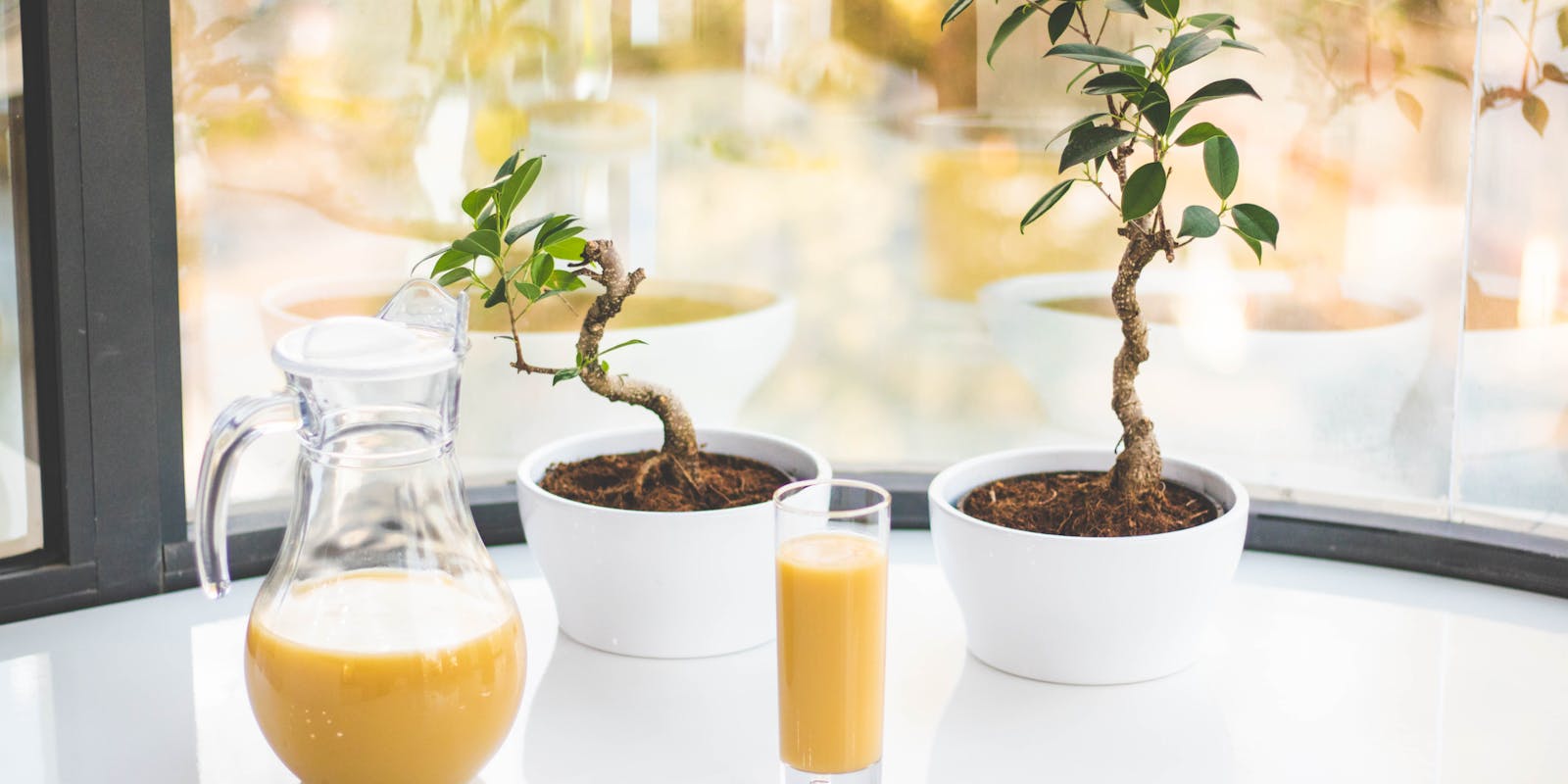 Two small bonsai trees in white pots on a sunny indoor table next to a pitcher and glass of juice.