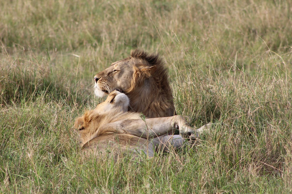 Photo of Lions lying on the Grass