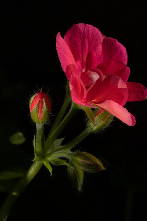 Pink Flower in Macro Shot