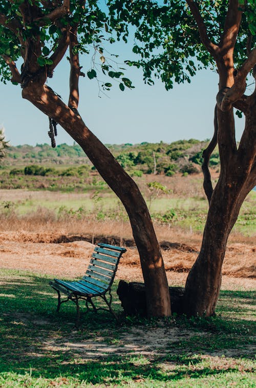 Foto profissional grátis de árvores, assento, campo