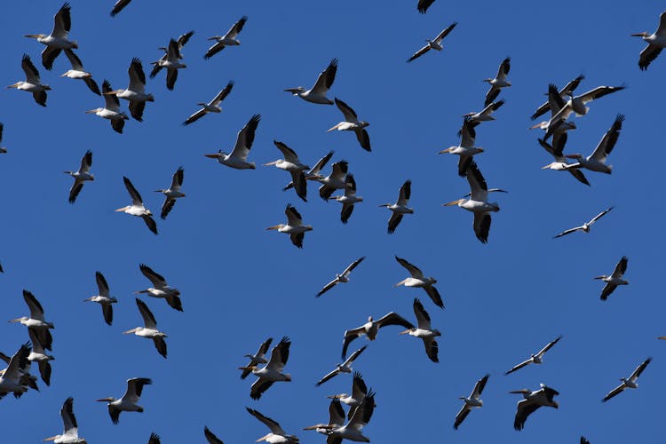 A Flock Of Birds Flying 