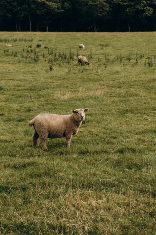 Sheep on Pasture
