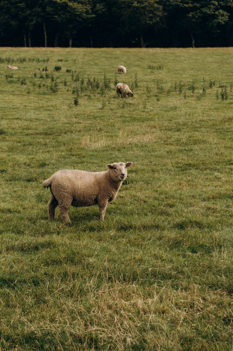 Sheep On Pasture