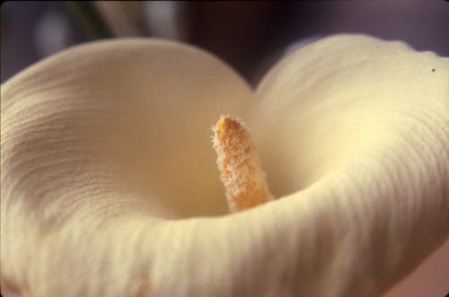 Close-Up Shot of a Blooming White Calla Lily