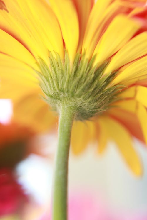 Ilmainen kuvapankkikuva tunnisteilla kasvikunta, keltainen kukka, kukinta