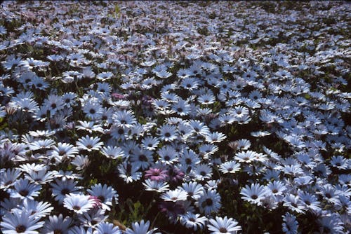 Immagine gratuita di campo di fiori, crescita, fiori viola