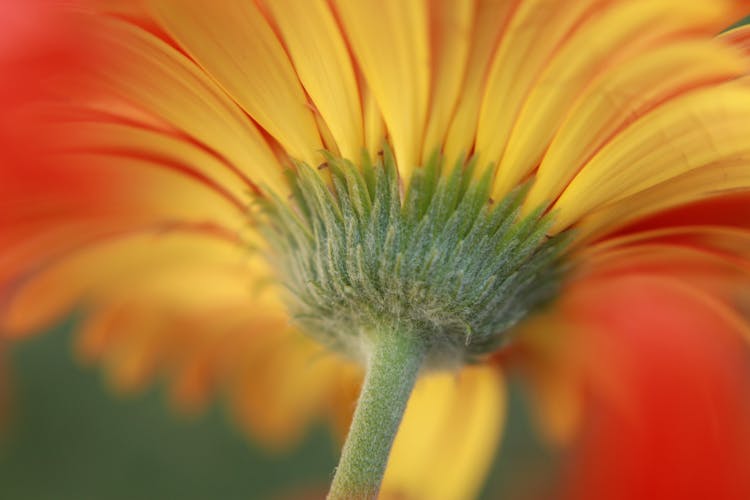 Close-Up Shot Of A Flower