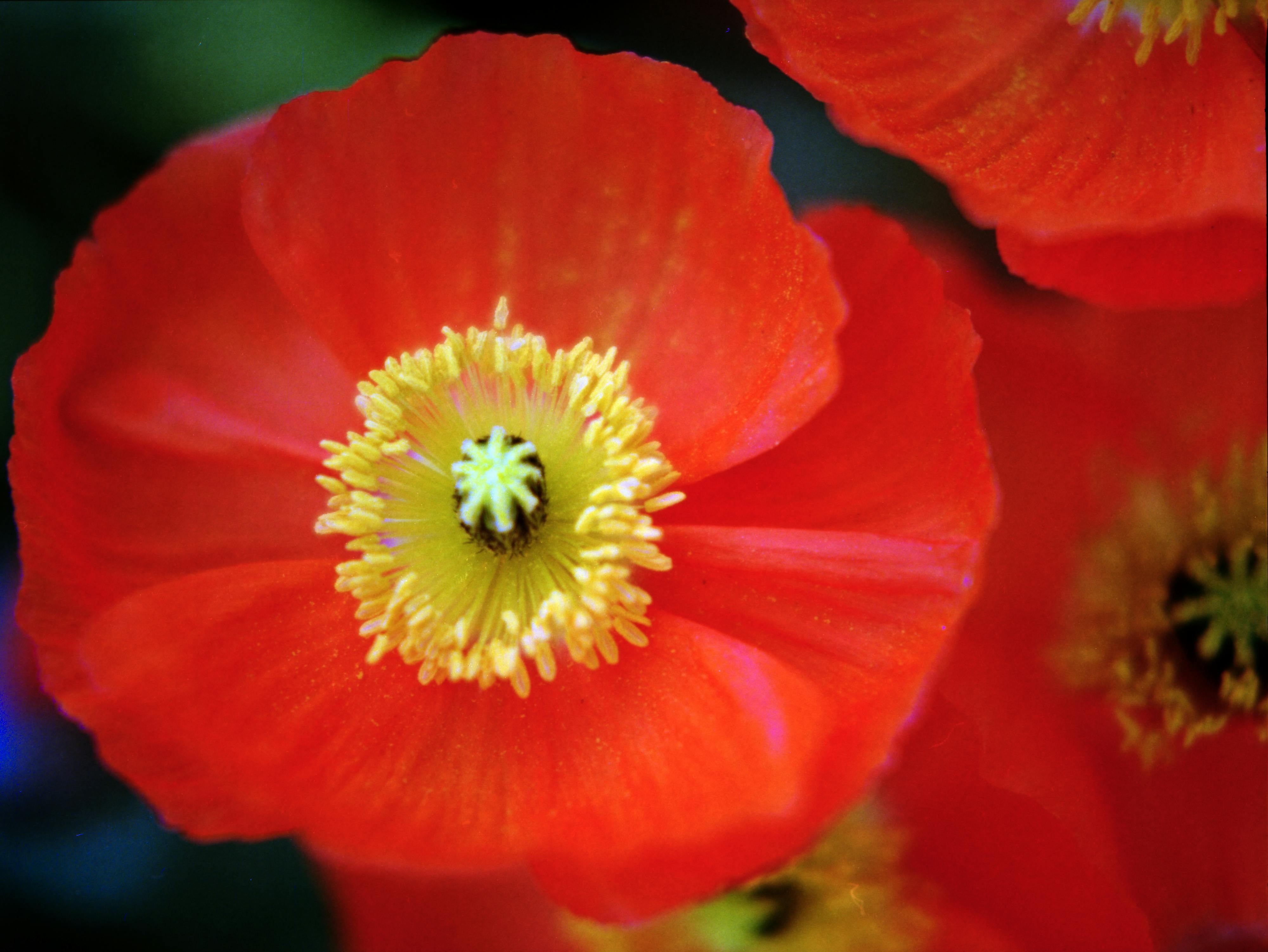Close Up Photo of Poinsettias · Free Stock Photo