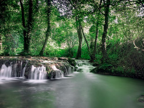 Long Exposure of a Creek in a Forest 