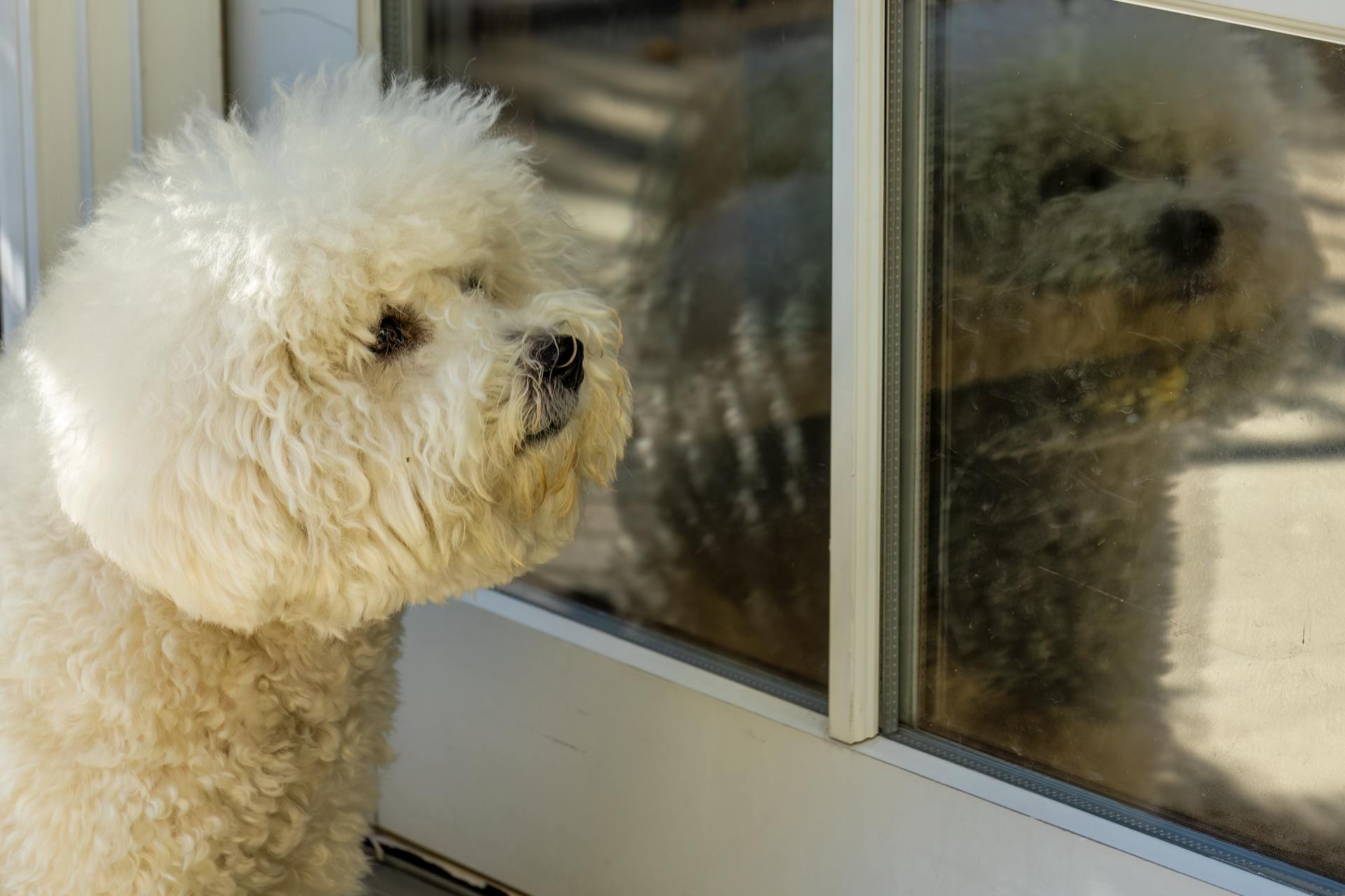 En närbild av en bichon frisé