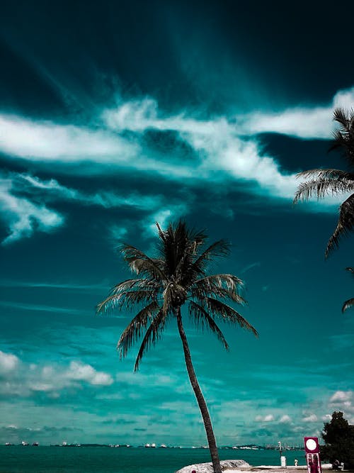 Кокосовая пальма возле водоема