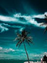 一棵孤独的棕榈树，与充满活力的海洋和天空，共同构成一幅唤起热带宁静的风景