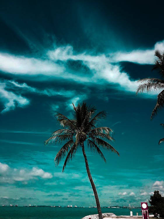 免费 水体附近的椰子树 素材图片