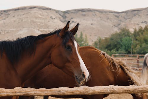 Foto profissional grátis de animais, cavalos, cerca