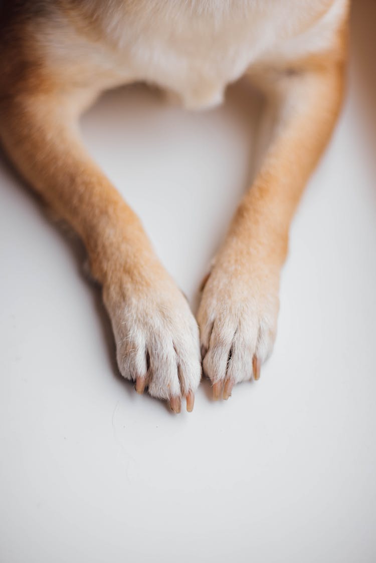 Close Up Of Dog Paws