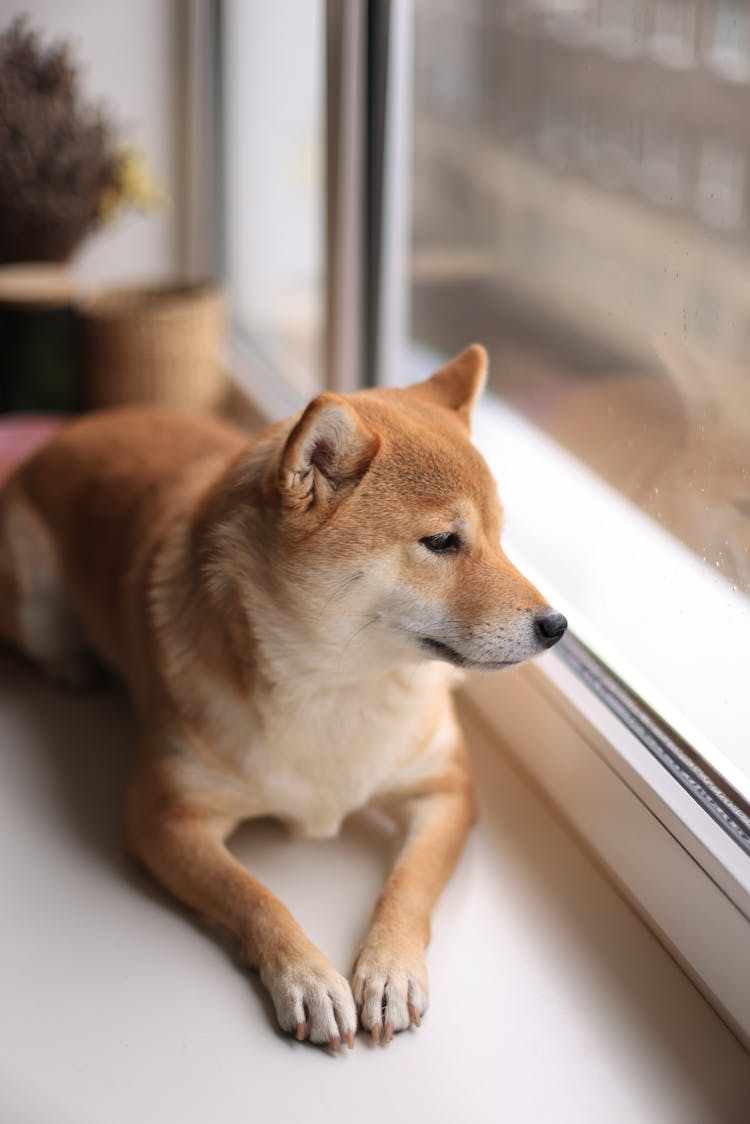 Dog Lying Down On Windowsill