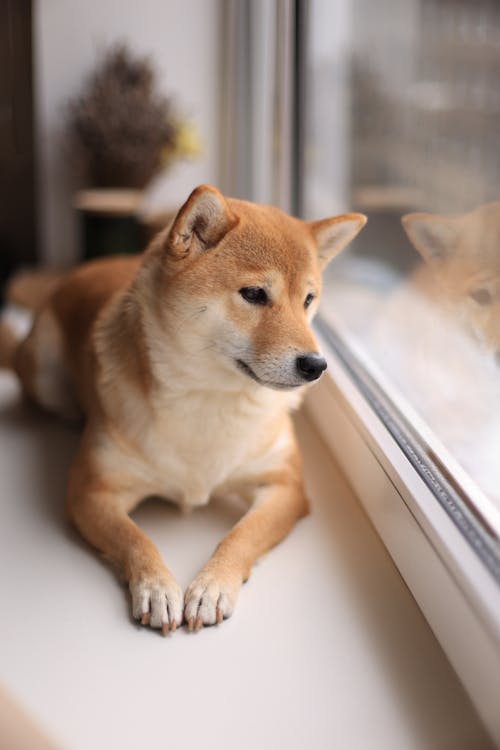 Close-Up Shot of a Dog 