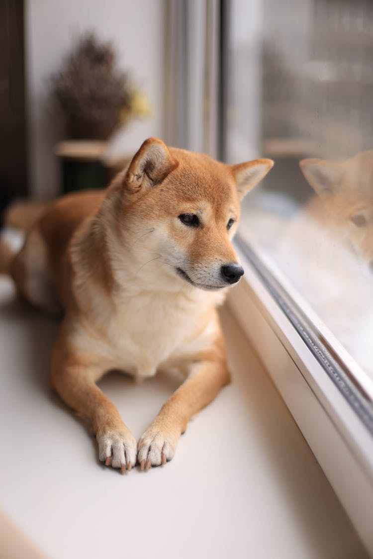 Close-Up Shot Of A Dog 