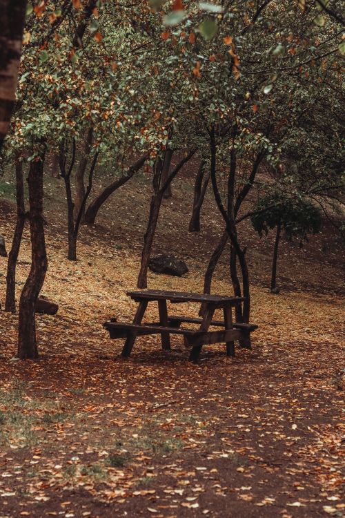 Free A serene autumn park setting in Ankara, featuring a wooden picnic table surrounded by fallen leaves and trees. Stock Photo