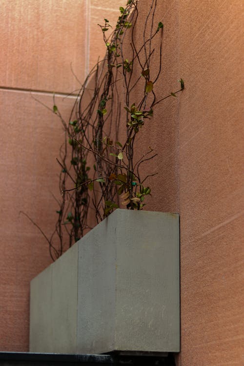 Bezpłatne Darmowe zdjęcie z galerii z beton, bluszcz, cement Zdjęcie z galerii