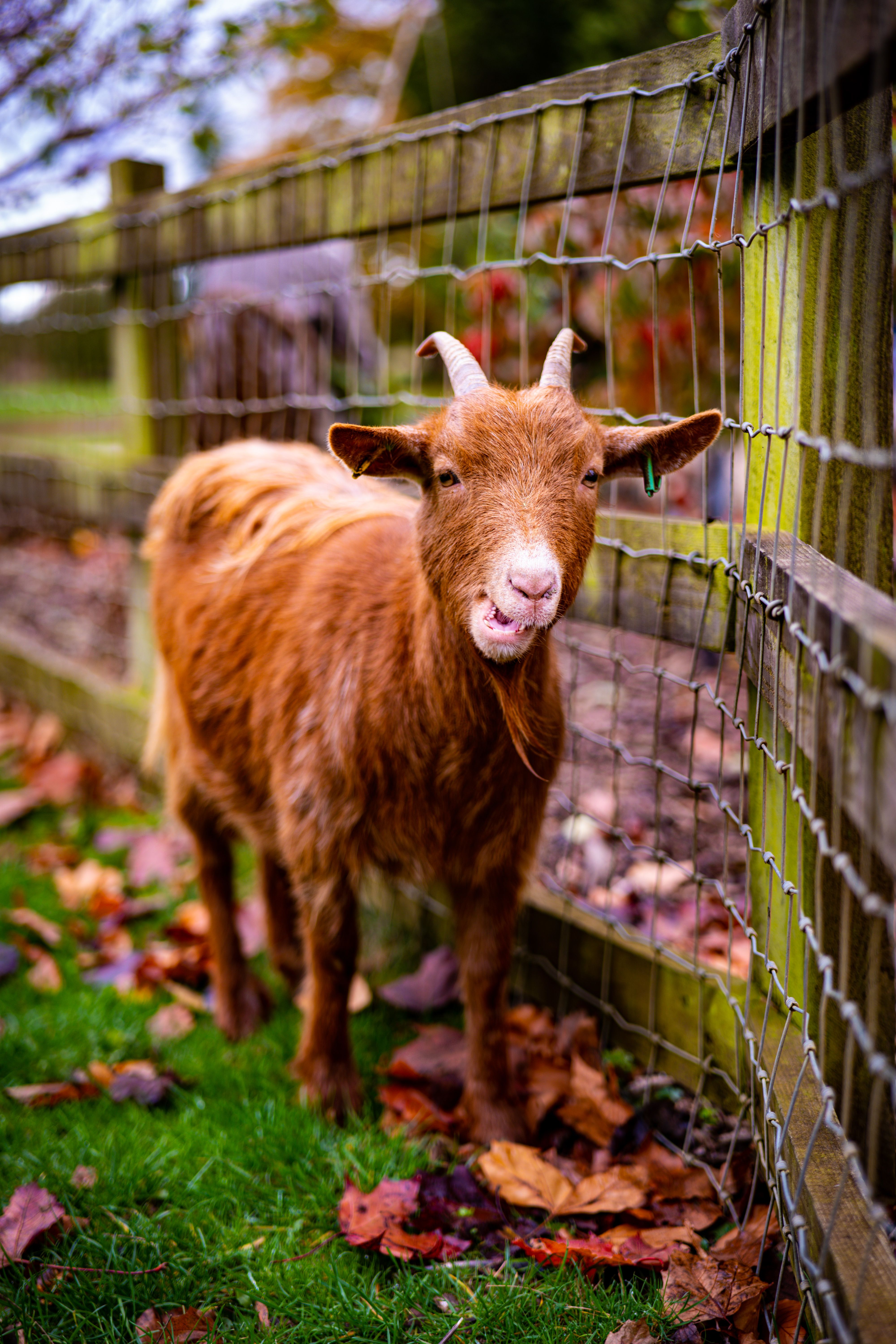 A Close-Up Shot of an American Pygmy · Free Stock Photo