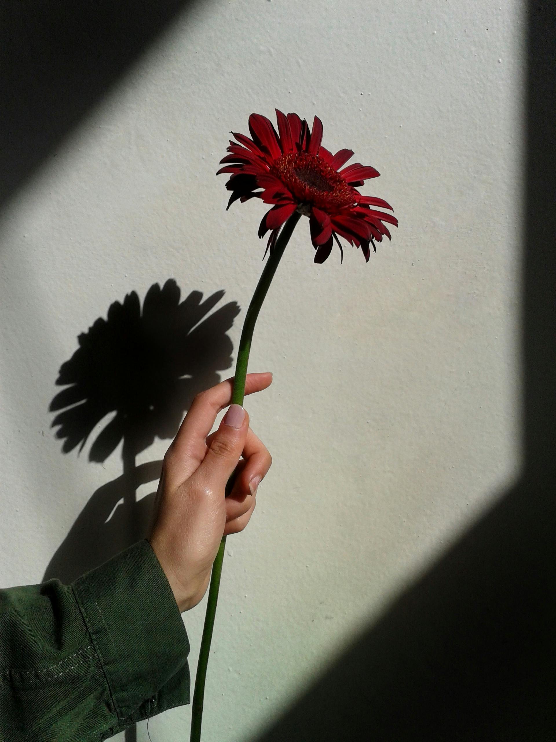 person holding red gerbera flower