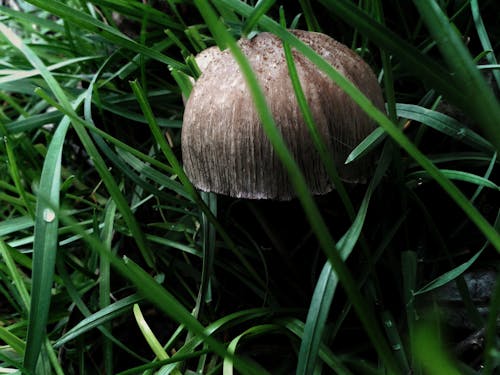 Free stock photo of grass, mushroom, nature