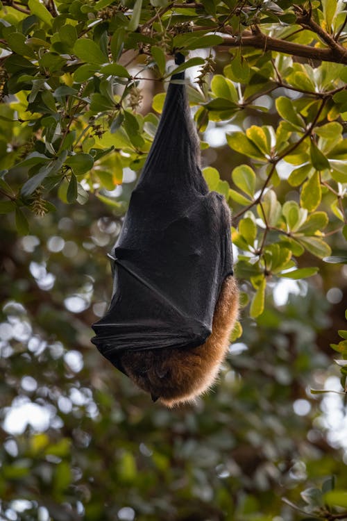 Základová fotografie zdarma na téma chiroptera, divočina, fotografie divoké přírody