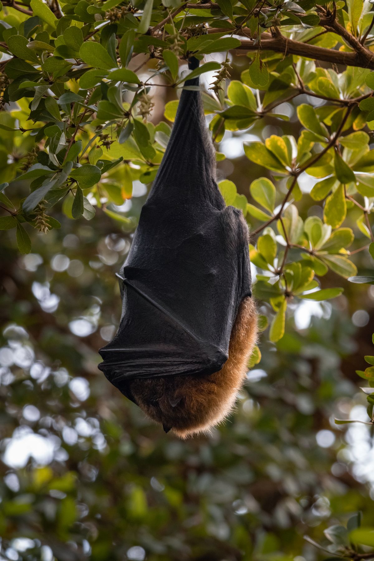 Why do bats hang upside down?