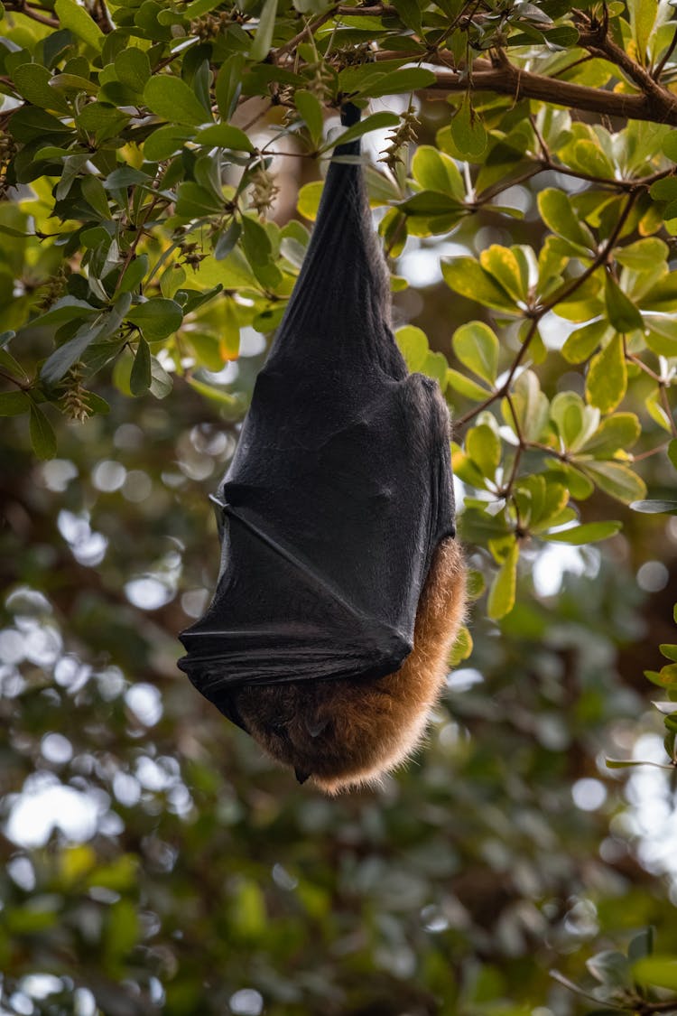 A Bat Hanging  Upside Down 