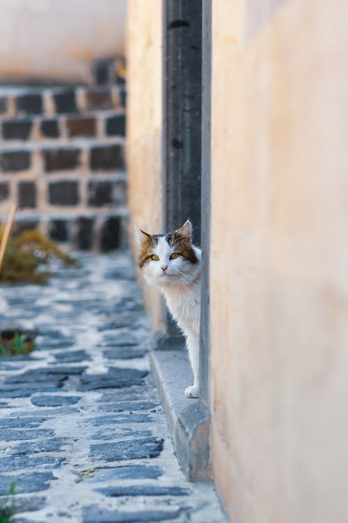Photo of Cat on Doorway