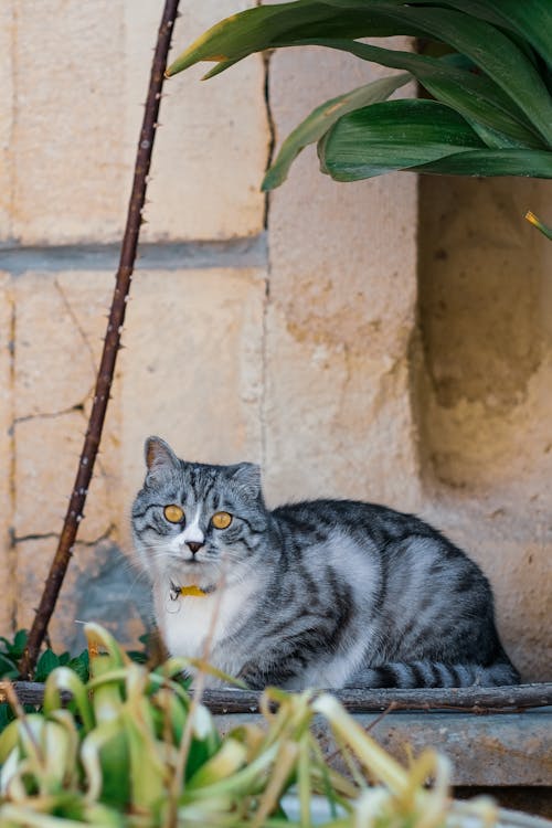 Fotobanka s bezplatnými fotkami na tému cicavec, domáce zviera, mačací