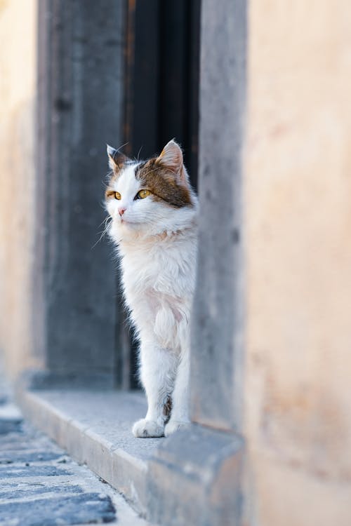 Imagine de stoc gratuită din alb-negru, animal, blană