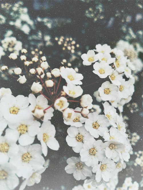 Fotobanka s bezplatnými fotkami na tému flóra, kvet ovocného stromu, kvety