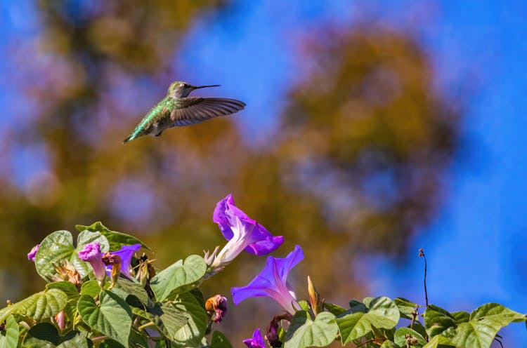 A Hummingbird Flying 