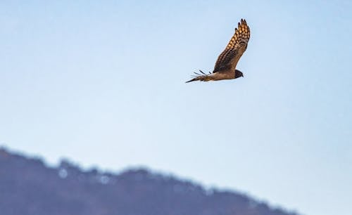 斑点のあるハリアー, 猛禽, 飛んでいる鳥の無料の写真素材