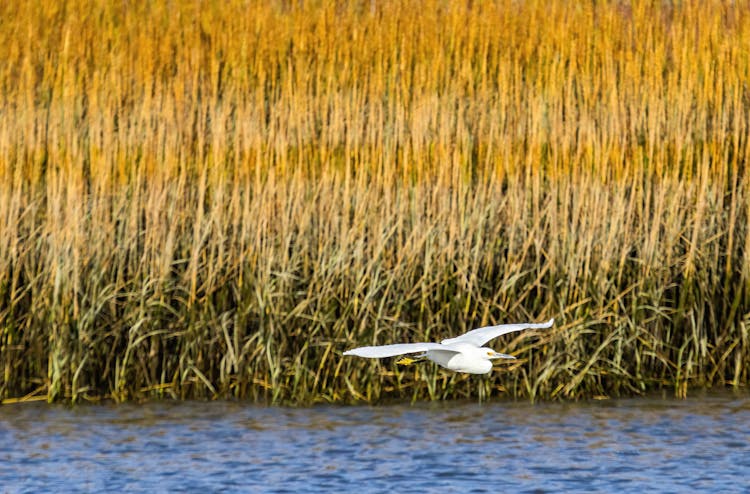 White Bird Flying Above Body Of Water