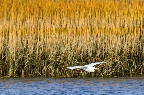 Free Great egret gliding gracefully over wetland, surrounded by vibrant reeds during the day. Stock Photo